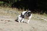 BOULEDOGUE FRANCAIS 196